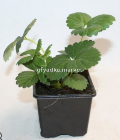 Земляника ремонтантная Эви-2 p9 Lav