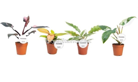 Philodendron Princess Mix