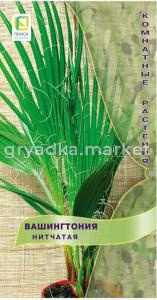 Вашингтония Нитчатая (ЦВ) (