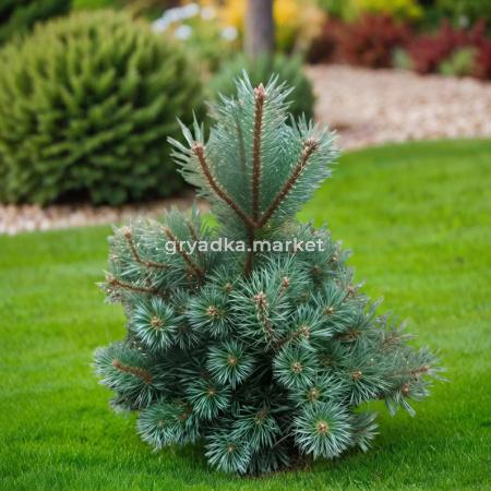 Сосна обыкновенная Чантри Блю C7,5 1