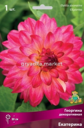 Георгина декоративная Екатерина (розово-вишневый, более тёмный на кончиках лепестков и в це, 1шт, I)