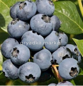 Голубика Сиерра С3 (Питомник Чернова)