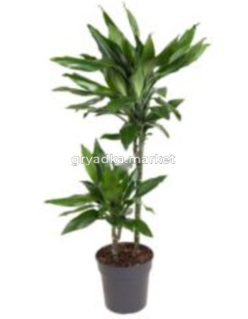 Драцена фрагранс Джанет Линд 2 ст, уп. (D-17; H-70)