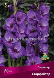 Гладиолус крупноцветковый Старфайтер (фиолетовой окраски с переливами, 80-110см, 5шт, 12-14)