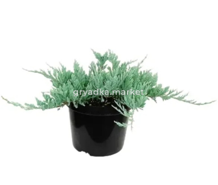 Можжевельник горизонтальный Блю Чип, (H-20-40; V-3 ltr)