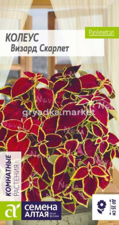 Колеус Визард Скарлет-Сем Алт-цп 5 шт. 
