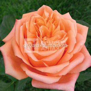 Роза Седукцион-Сем Алт-1 шт. в коробке