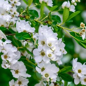 Экзохорда Зе Брайд C3 1