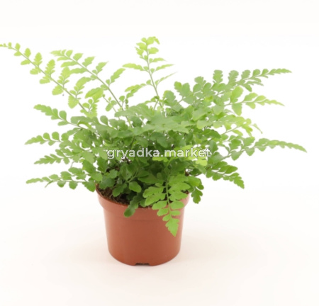 Асплениум Парвати С12 H25