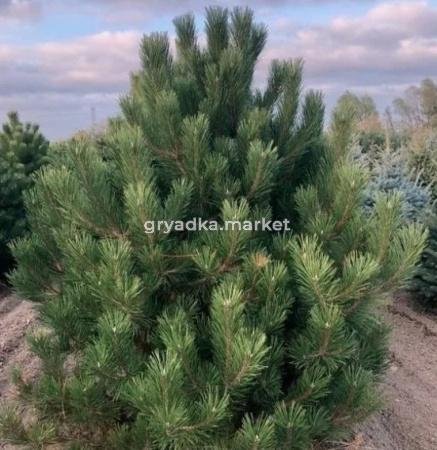 Скриншот 21-04-2026 105341