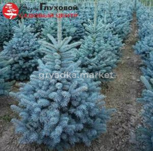 Ель колючая (Picea pungens) Супер Блю Сидлинг  80-100 С7,5 ГлХ