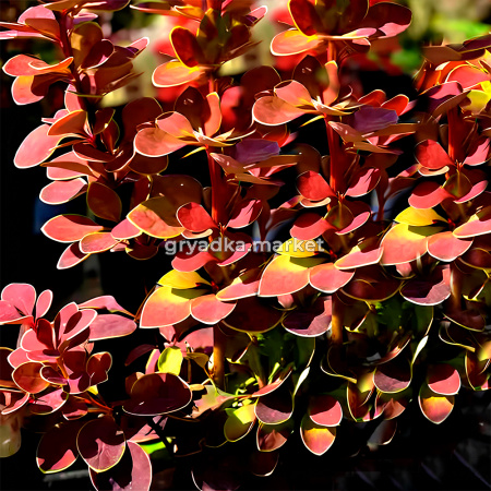 Барбарис тунберга Оранж Санрайз C3 20-30 1