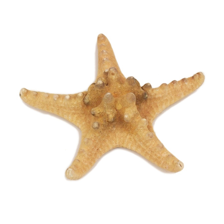 Декорация пластиковая PRIME  Декорация пластиковая PRIME