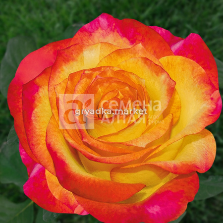 Роза Лето 1шт чайно-гибридная (Сем Алт)