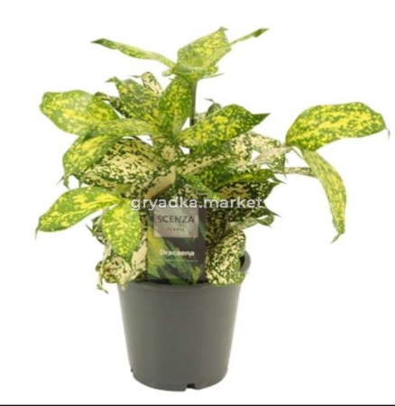 Драцена Годсефа С12 Н30