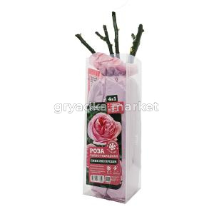 Роза Пинк Экспрешн чайно-гибридная 1шт (Сиберика)