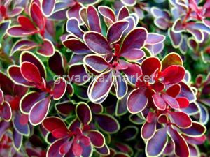 Барбарис Тунберга (Berberis thunbergii Golden Ring) C-12 Н70-90 В40-60