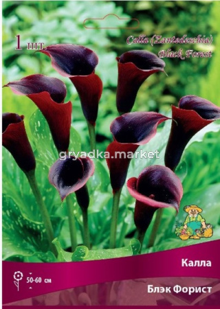 Калла Блэк Форист 1шт 14-16
