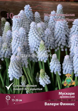 Мускари Армянский Валери Финнис 7-8-К 10шт