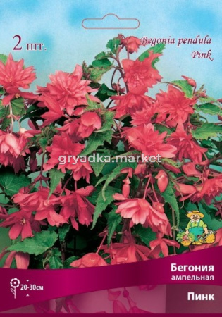 Бегония ампельная Пинк 2шт.4-5