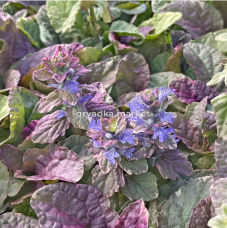 Скриншот 24-11-2023 130726