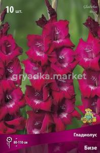 Гладиолус крупноцветковый Бизе 10шт (малиново-пурпурный с белыми отметинами на лепестке, 10-12)