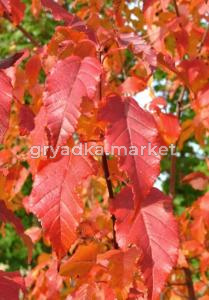 Клен Гиннала с3 (Никитенко)