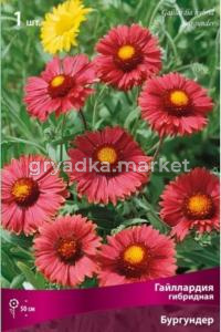 Гайллардия гибридная Бургундер (тёмно-красный, 1шт, I)