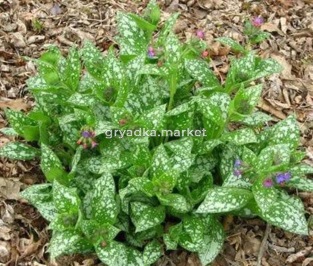 Медуница Маргери Фиш (Лавандовая ферма)