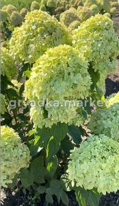 Гортензия метельчатая Литл Лайм с3 (Никитенко)