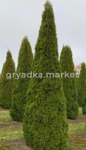 Туя западная Смарагд (Thuja occidentalis)  (C3, h 60-80см)