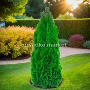 Туя западная Смарагд 180-200 cm RB  C35 1