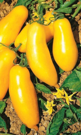 Томат Длинный чулок (Симбиоз) (УД)