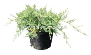 Можжевельник виргинский Грей Оул (Juniperus virgin. Grey Owl С3)