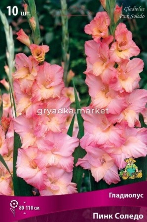 Гладиолус Пинк Соледо 10шт 10-12