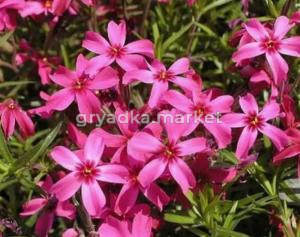 Флокс шиловидный Скарлет Флейм C3 (Питомник Малахит)