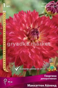 Георгина Манхеттен Айленд 1шт.