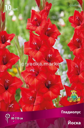 Гладиолус крупноцветковый Йоска 10шт (цветок красный с оранжевым отливом, 10-12)