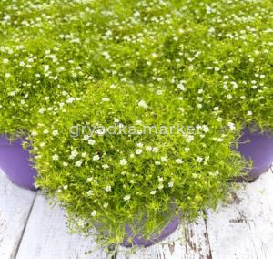 Мшанка шиловидная Лайм Мосс (Лавандовая ферма)