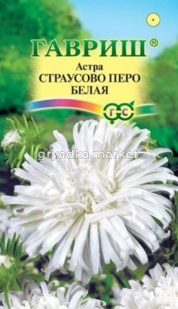 Астра Страусово перо белая 0,3г Одн 50см (Гавриш)