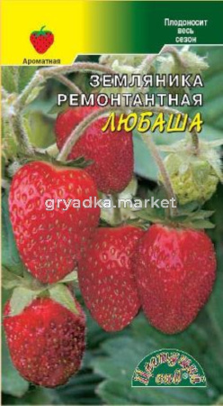 Земляника Любаша Цвет.сад.