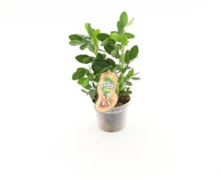 Арахис Гипогея (пиндаплант) С12 H20 Арахис Гипогея (пиндаплант) С12 H20