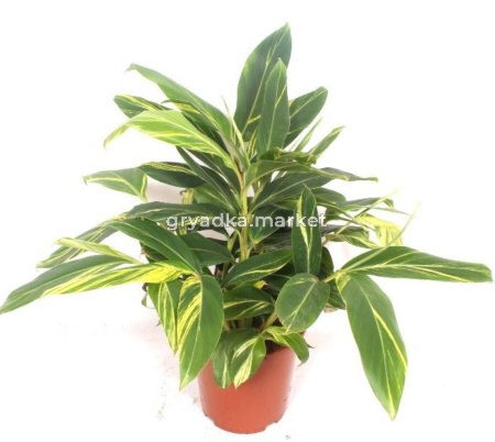 Альпиния церумбет Вариегата D27 Н90