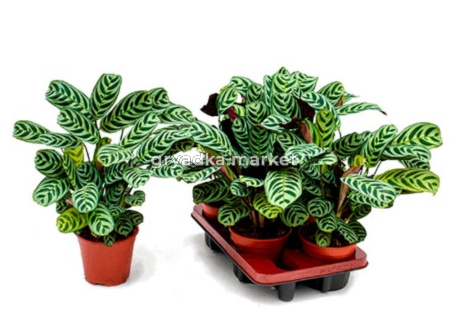 Ктенанта Бурле-Марксии, (D-12)