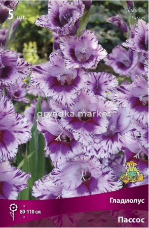 Гладиолус крупноцветковый Пассос 5шт (светло-лиловый, 12-14)