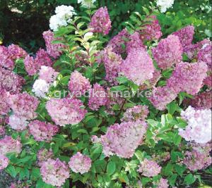 Гортензия метельчатая  Сандей Фрейз С3 СП-22
