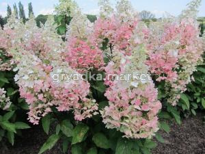 Гортензия метельчатая (Hydrangea paniculata Candlelight) C5 Н40 - 60