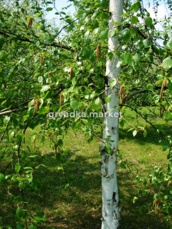 Береза полезная Жакмана/ЦКор