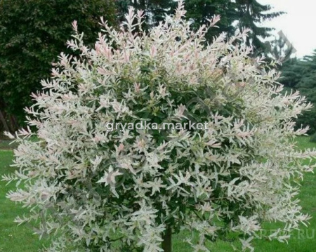 Скриншот 21-04-2026 112245