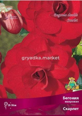 Бегония махровая Скарлет 2шт.4-5